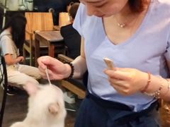 -吉丁鸟咖·异宠·寄养