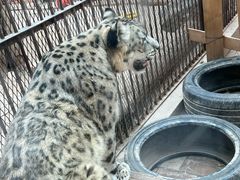 -青藏高原野生动物园