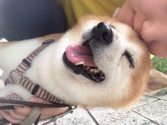 iphone_upload_pic-酷迪宠物(赵登禹路店)