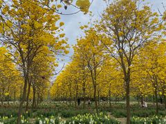 -天适樱花悠乐园