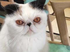 -猫色咖啡·猫咖