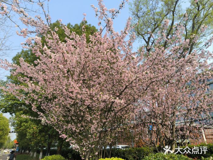 雷峰塔景区图片