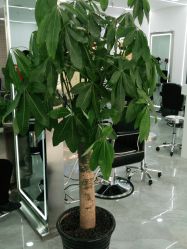 -Coo Hair salon
