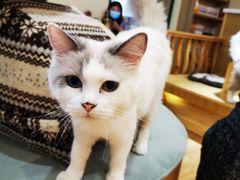 -滚猫咖啡·猫咖·猫友好撸猫(未来城店)
