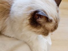 -有喵·猫咖·狗咖·40+猫狗有小奶狗(岗厦店)