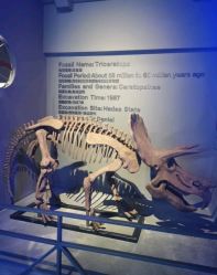 -恐龙探索乐园(磁器口店)