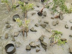 -宝安西湾红树林湿地公园