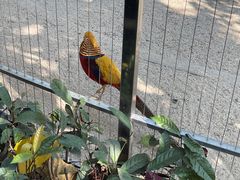 -深圳野生动物园