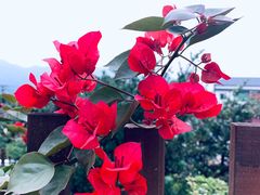-南山植物园