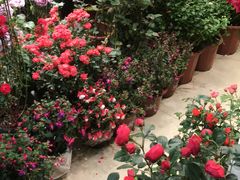 -双季花艺园艺市场(浦东店)