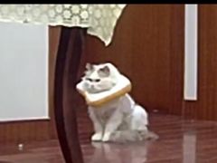 -莘程宠物医院(金山店)