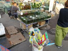 -哈尔滨道外花鸟鱼市场