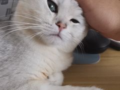 -爱佳宠物中心医院24H·CT·骨外科·猫专科(瑶海万达店)