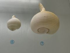 -青岛贝壳博物馆