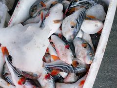 -芦潮港集贸市场