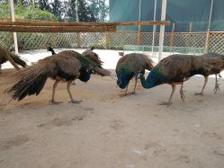 -萌宠亲子动物乐园(槐房万达店)