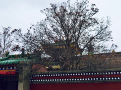-塔尔寺-菩提树