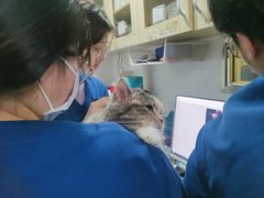 -乐派堂宠物医院·猫友好· 心脏科(东街店)