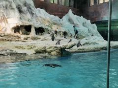 -帝企鹅自助餐厅•儿童岛•真企鹅(长隆企鹅酒店)