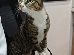 -御宝贝·A梦猫科宠物医院(国际猫友好医院)