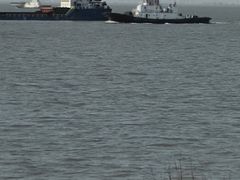 -上海滨江森林公园