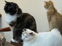 -楼上猫咖(罗湖店)