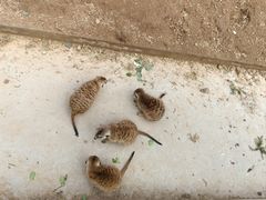 -秦皇岛野生动物园