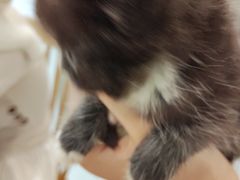 -楼上猫咖(罗湖店)