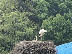 -合肥野生动物园
