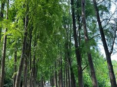 -上海滨江森林公园