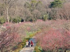 -梅花山(明孝陵内)