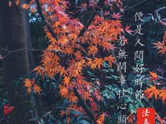 -杭州上天竺法喜讲寺