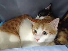 -创凡宠物医院·骨专科  猫科中心(西乡分院)