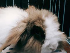 -志龙皇冠吃货椰子铺