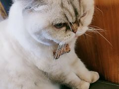 -喵园·猫主题咖啡厅·撸猫·猫咖(国贸店)