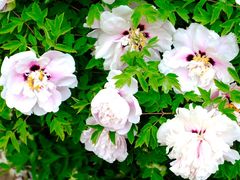 -张掖大佛寺景区