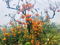 -长兴岛郊野公园农场食堂