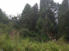 -长虫山生态公园风景林