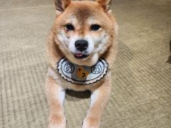 -逗柴咖啡屋·狗咖猫咖宠物桌游