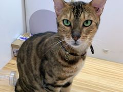 -李小姐の猫咖啡馆(五角场店)