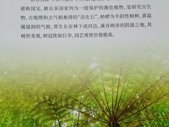 -金沙遗址博物馆