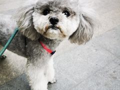 -家有小宠宠物美容(双楠街店)