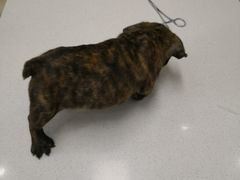 -菲丽丝宠物医院·24小时·猫科中心·免疫点(淮海分院)