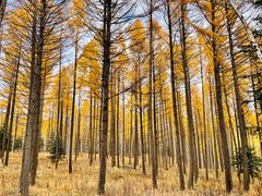 -塞罕坝国家级自然保护区