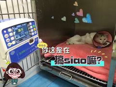 -仁华宠物医院(青羊店)