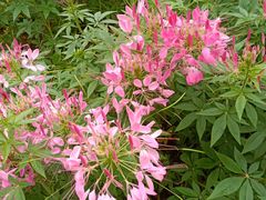 -人民公园(罗湖区)