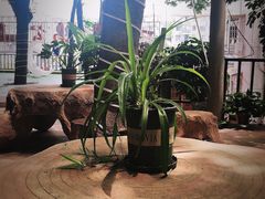 景观位-一只烧鸡公(游仙店)