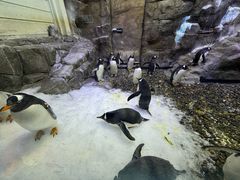 -迪拜水族馆及水下动物园