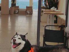 -FAELING PETS美天灵宠物(富力广场店)