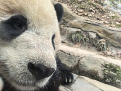 -都江堰中华大熊猫苑